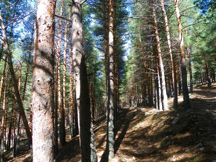 zona repoblada de pinos en el monte abantos