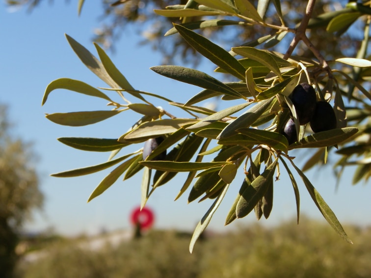 aceitunas maduras de olivos del olivar de la hinojosa