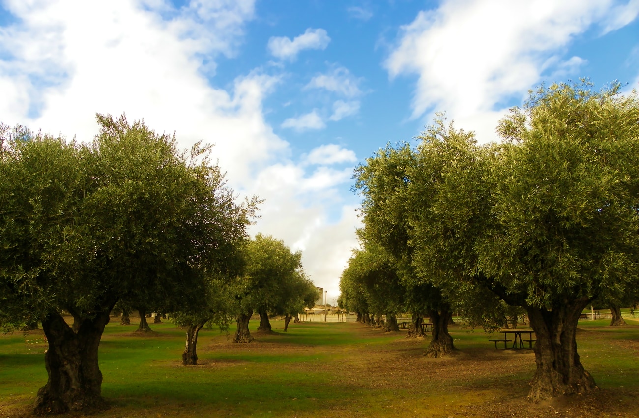 olivar de la hinojosa en el parque juan carlos I