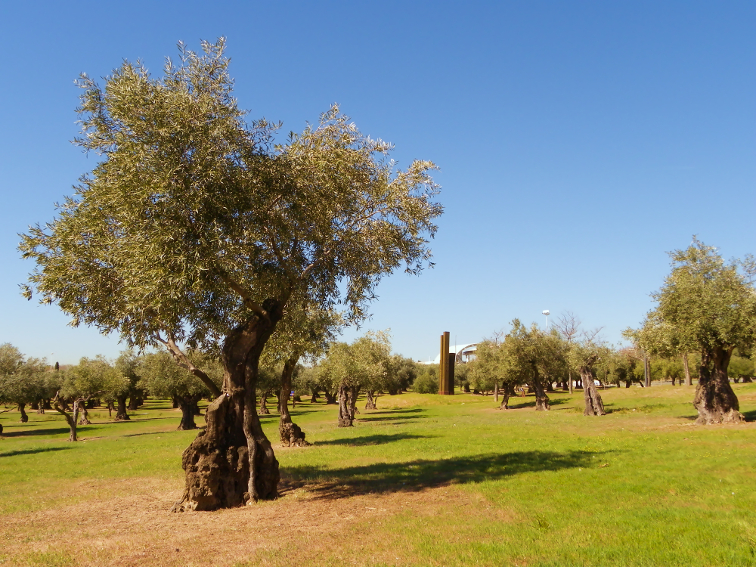 olivos del olivar de la hinojosa en el parque juan carlos I