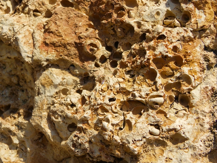 branquiopodos fosiles en el barranco de la tia amalia santa pola