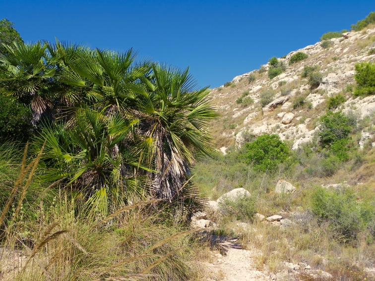 planta palmitos en el borde del estrecho sendero en el lecho del barranco de la tia amalia santa pola
