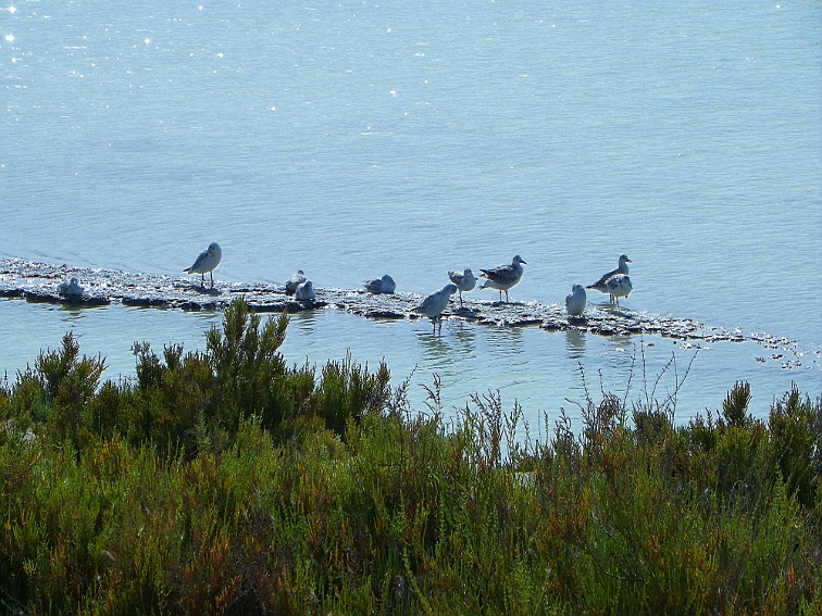 aves acuaticas en una hilera de tierra en balsa salinera en el parque natural de las salinas de santa pola