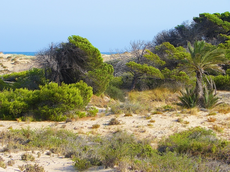 dunas y pinadas en el parque natural de las salinas de santa pola
