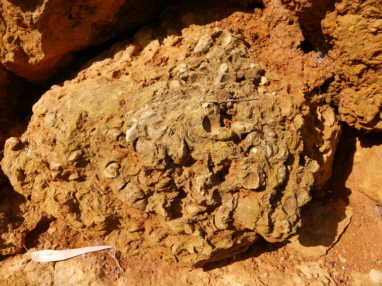 roca con branquiopodos fósiles en la fulla rotja sierra de santa pola