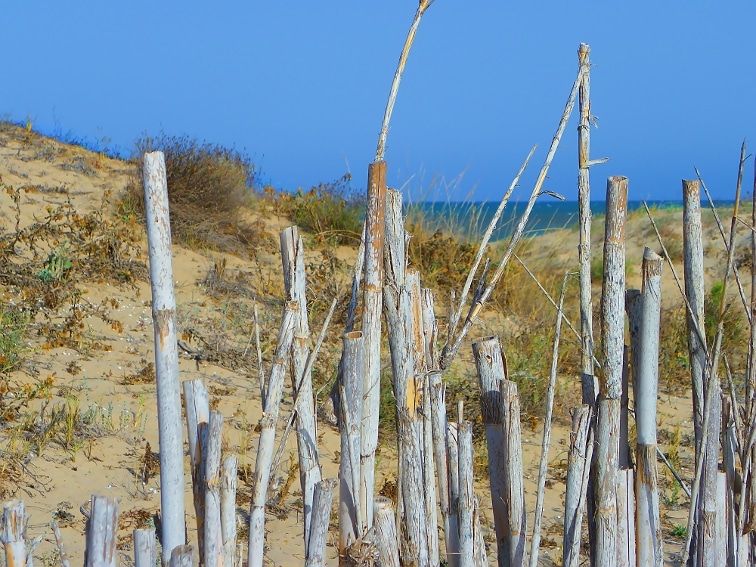 valla de juncos para prevenir la erosion en las dunas del parque natural de las salinas de santa pola
