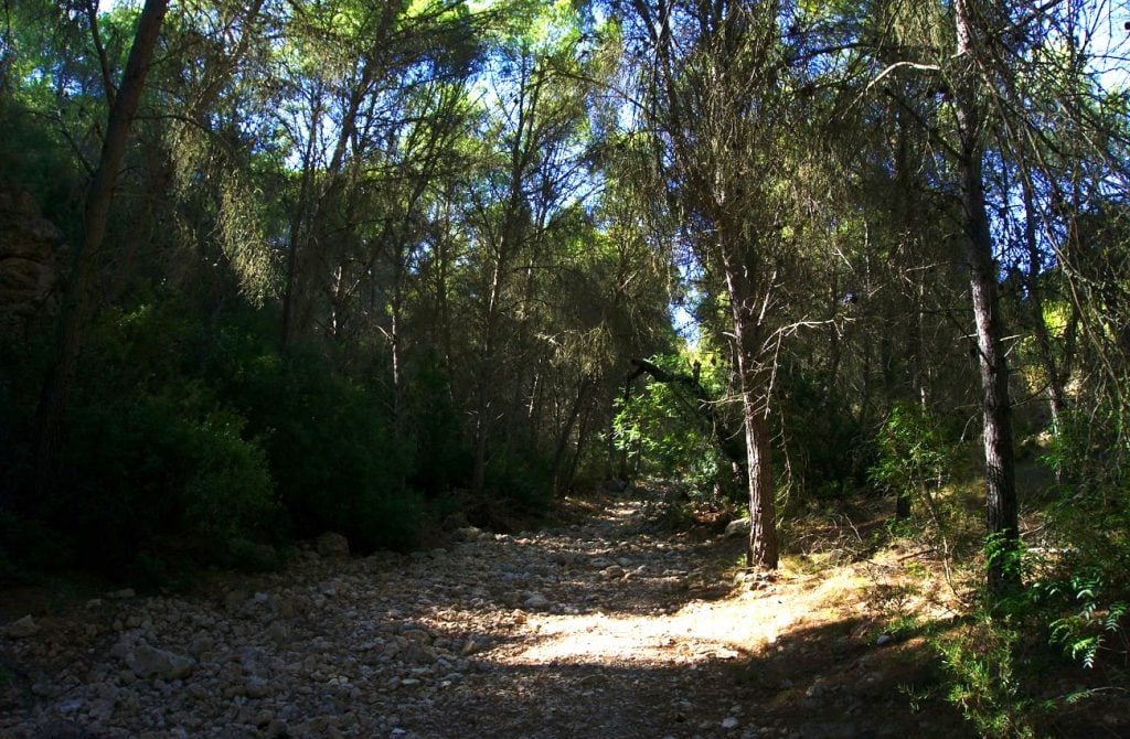 camino entre pinada frondosa en el barranco de paco mañaco santa pola