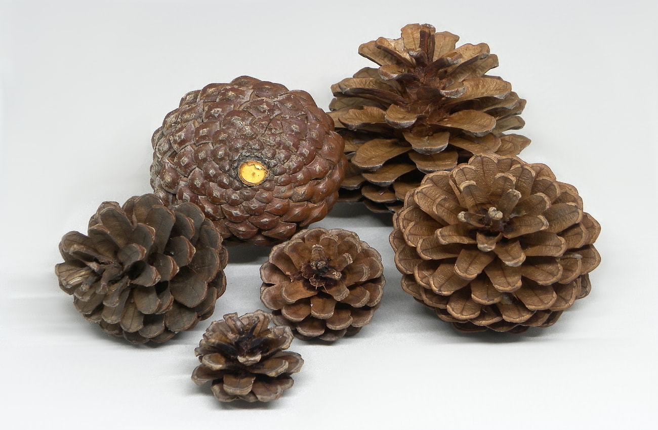 piñas secas de pino con diferentes tamaños