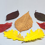 hojas caducas variadas de colores calidos