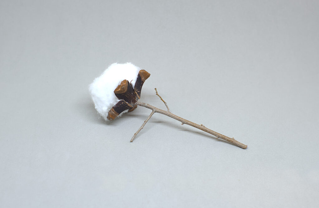 rama con flor de algodon