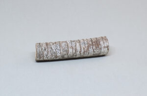 fragmento de rama seca de pino