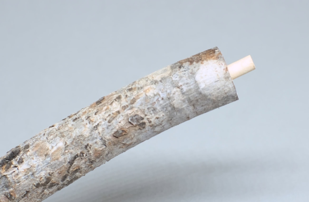 rama seca de pino con orificio en el corte y espiga