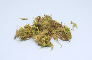 musgo natural