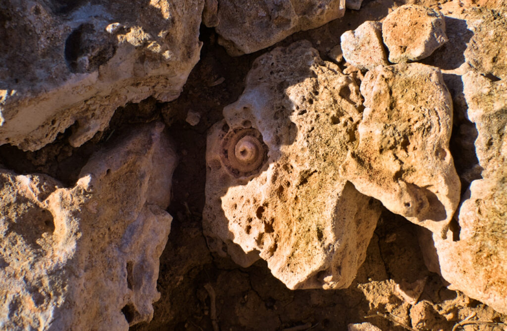 fosil endurecido en roca sedimentaria en el cabo de santa pola