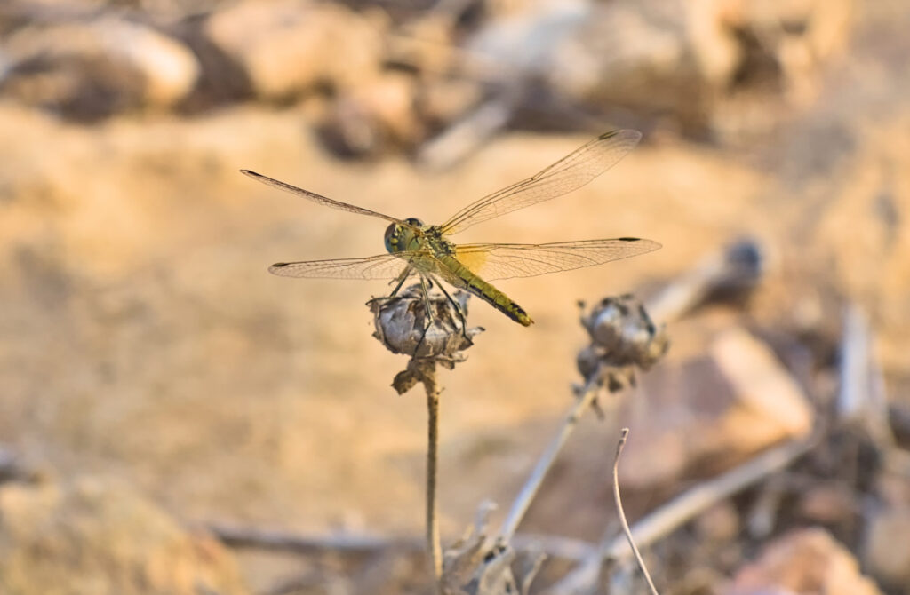 libelula posada en planta seca cabo de santa pola