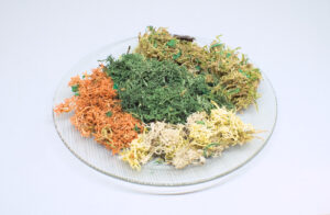 musgo natural de diferentes colores