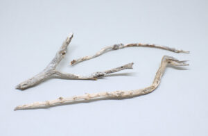 pequeñas ramas secas retorcidas