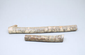 ramas secas de pino con diferentes grosores