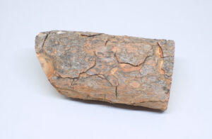 rama seca de pino 7 cm diametro