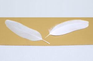 pequeñas plumas naturales de color blanco
