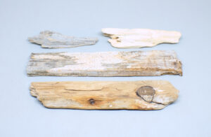 fragmentos de madera de deriva