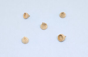 pequeñas cupulas de bellota